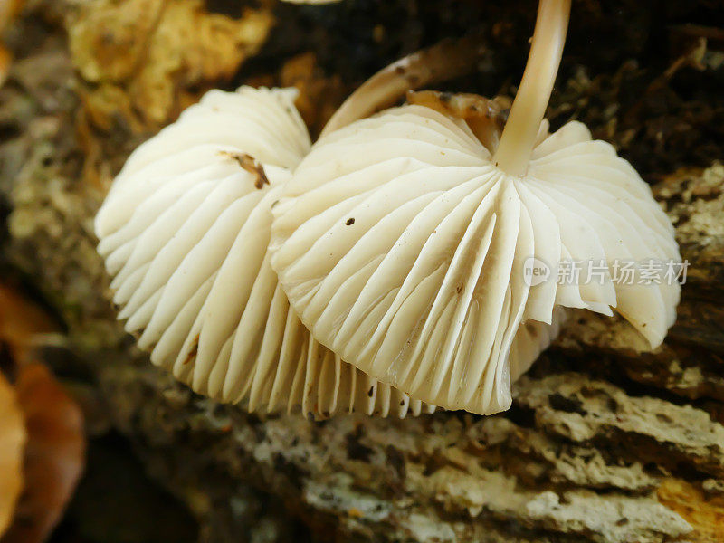 普通帽(Mycena galericulata)鳃特写